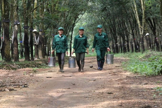 Cao su giúp bừng sáng buôn làng Tây Nguyên  Bài 3: Cuộc sống nhờ vào cao su 